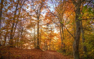 Картинка листья, солнечный свет, осень, лес, дорожка, ветви, деревья