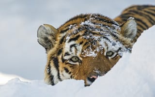 Картинка тигр, дикая кошка, снег, морда, взгляд