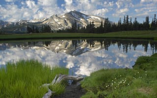 Картинка озеро, лес, вода, горы, трава, коряга