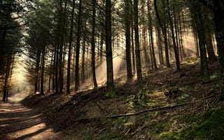Картинка Shaftwoods, forest, Сосны, brown, Деревья, green, dark green, belgium, Лес, Свет