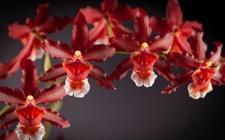 Картинка орхидеи, лепестки, цветы, красные