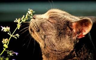 Картинка растение, блаженство, кот, мята, кошачья, нюхает