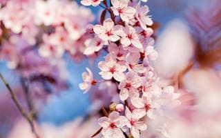 Обои Cherry Blossoms, макро, весна