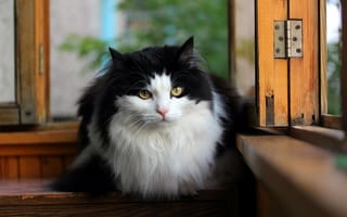 Картинка кошка, окно, взгляд