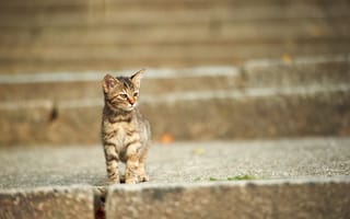 Картинка котенок, улица, ступени, лестница, мордочка, кот
