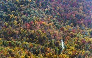 Картинка США, деревья, осень, вид сверху, North Carolina, лес, дорога
