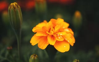 Картинка цветок, лепестки, оранжевый