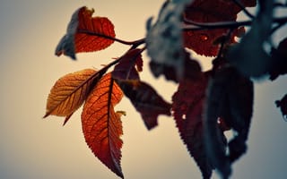 Обои осень, природа, листья
