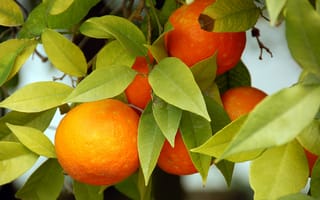 Обои апельсины, oranges, fruits, leaves