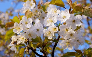 Картинка Яблоня, листки, весна, цветение, дерево, небо