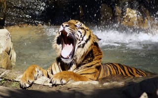 Картинка тигр, пасть, вода, лапы, зевает