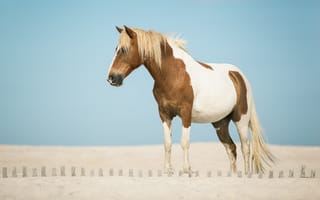 Обои лошадь, конь, песок