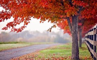 Картинка дорога, осень, дерево, забор