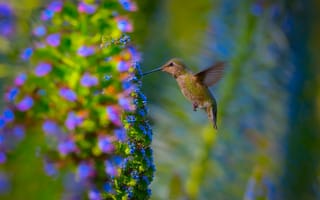 Картинка Hummingbird, природа, Garden, птица