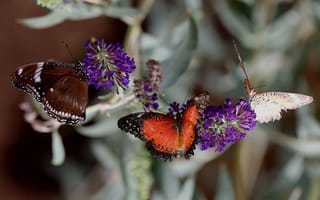 Картинка бабочки, насекомые, макро, чветы