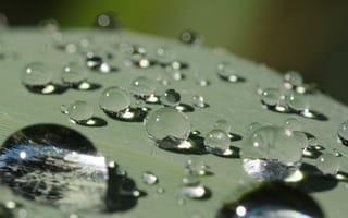 Картинка после дождя, macro, вода, капли