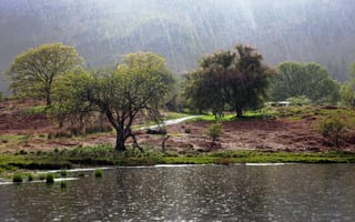 Картинка дождь, деревья, озеро, пейзаж