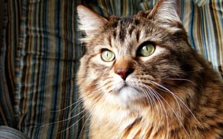 Картинка Кот, норвежская лесная кошка, кошка