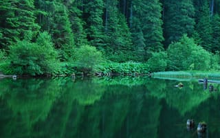 Картинка лес, отражение, лето, кусты, водоем, зелень