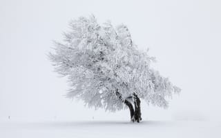 Картинка природа, дерево, снег, зима