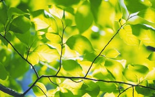 Картинка лист, лето, листочки, зеленые