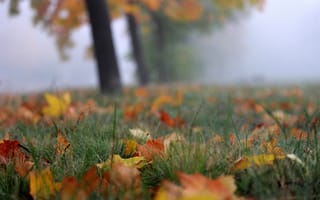 Картинка осень, туман, листья
