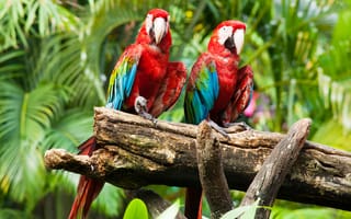 Картинка parrots, попугаи, birds, птицы, ара