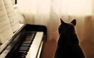 Картинка кот, кошка, ноты, серый, пианино, сидит