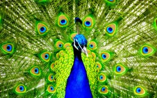 Картинка Beautiful, Colourful, Desktop, Peacock