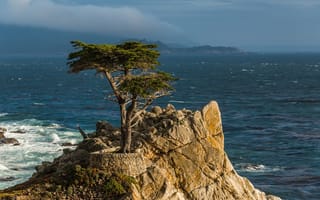 Картинка Lone Cypress, California, Калифорния, побережье, скала, Тихий океан, кипарис, Монтерей, Monterey Peninsula, дерево, Pacific