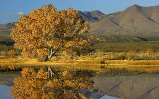 Картинка Горы, вода, дерево, озеро, осень, отражение, водоем