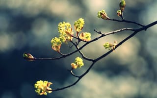 Картинка природа, весна, растения, листики, почки, картинки, ветка