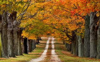 Картинка природа, дорога, деревья, осень, цветные