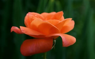 Картинка роза, цветок, оранжевая, зелень