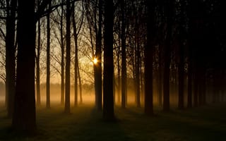 Картинка природа, солнце, лес, туман, посадка, дымка