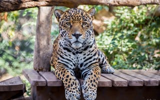 Картинка ягуар, хищник, морда, большая кошка, лапы, взгляд
