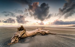 Картинка Waikato, NZ, дерево, песок, берег, закат, пляж