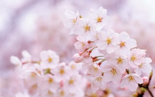 Картинка вишня, цветение, сакура, цветы, весна, ветка, природа