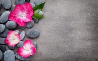 Картинка цветы, stones, flower, zen, orchid, spa, камни