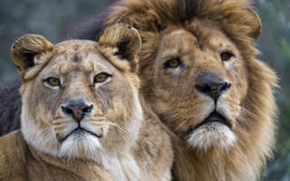 Обои взгляд, львица, львы, пара, морды, лев, ©Tambako The Jaguar, кошки
