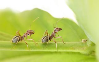 Картинка насекомые, лист, муравьи, пара