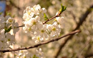 Картинка цветы, весна, природа, лепестки, дерево