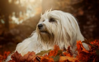 Картинка друг, осень, собака, взгляд