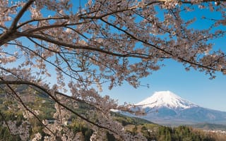 Обои ветки, вишня, Фудзияма, Mount Fuji, вулкан, Япония, сакура, гора, Фудзи, Japan, дерево