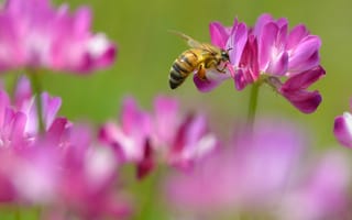 Картинка клевер, розовый, нектар, пчела, цветки
