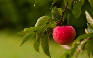Обои лето, яблоко, фрукт