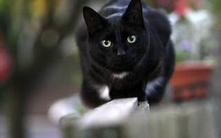 Картинка глаза, взгляд, чёрный, кот, кошак