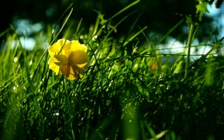 Картинка цветок, луг, трава