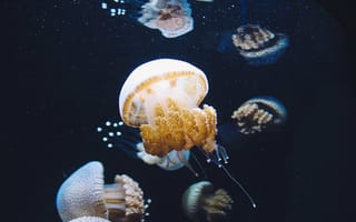 Картинка вода, медуза, аквариум, много
