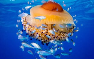 Обои море, медуза Котилориза, медуза, рыбы, Адриатическое море, медуза Живая яичница
